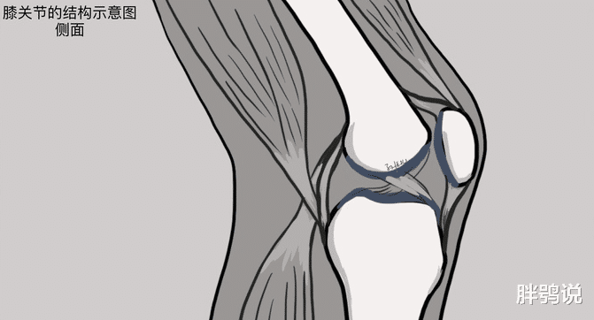 骨质疏松|大家总说跑步伤膝盖，你知道为什么吗？这是因为髌股关节位置紊乱