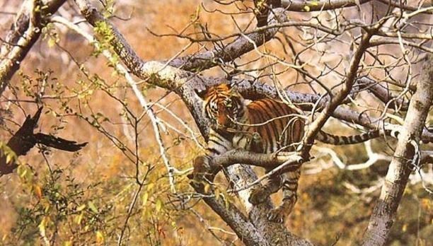 文华养 人在野外遇到狮子或者老虎，拿什么能够将它们吓退？