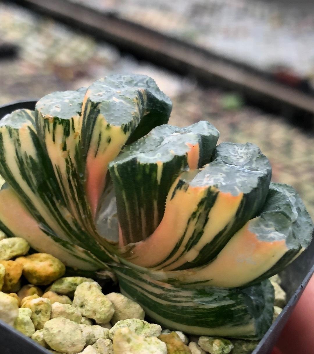 说说家装那点事儿|十二卷怎么配土？要用软质颗粒，“这几种”搭配，养十二卷更合适