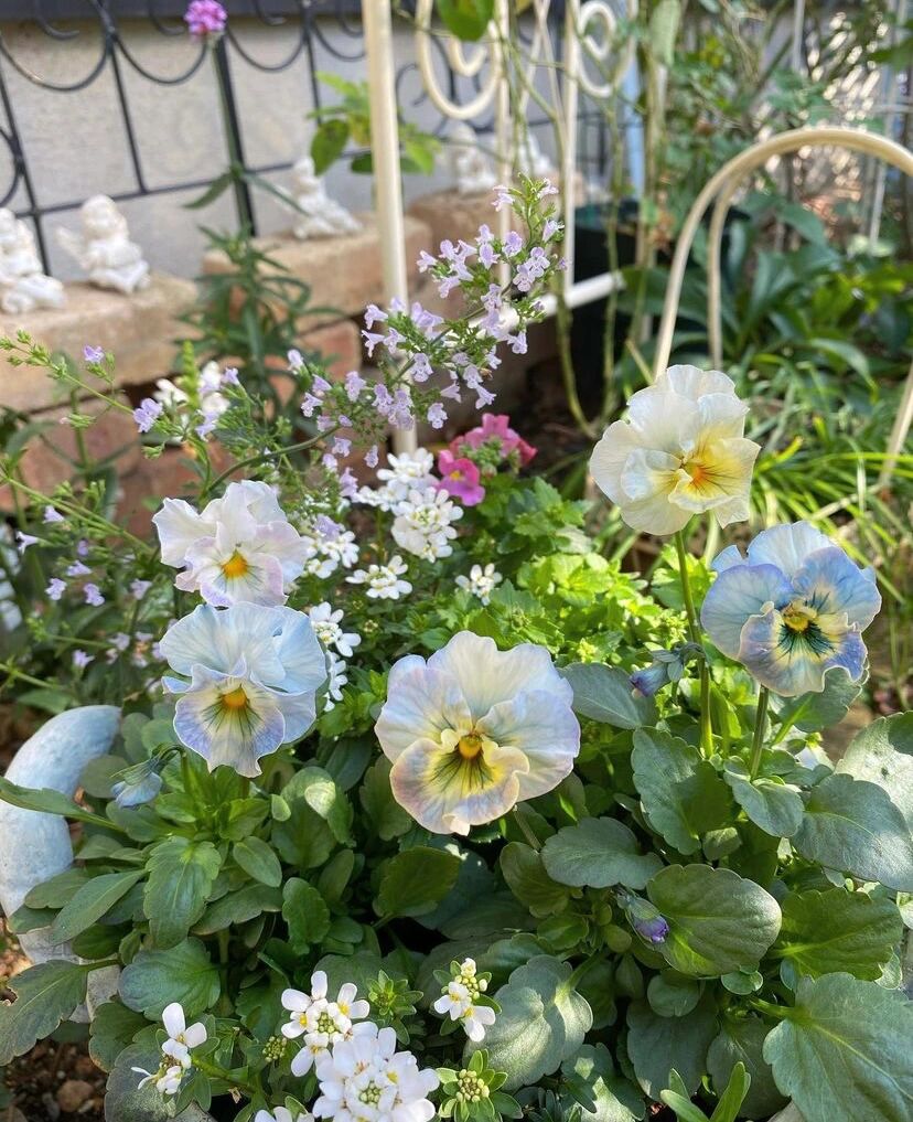 8㎡的狭长小道,也能建漂亮花园,对于阳台党来说非常值得借鉴