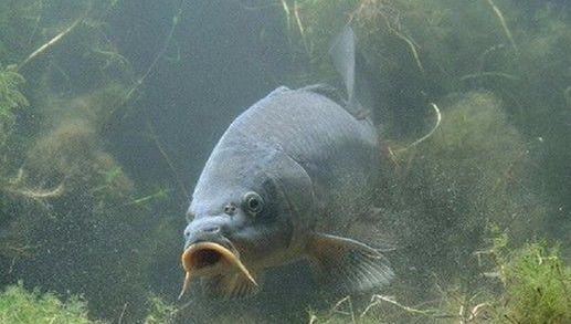 |春季配饵有秘诀，蚯蚓、红虫还不够，配对味型才好用——盛世三渔