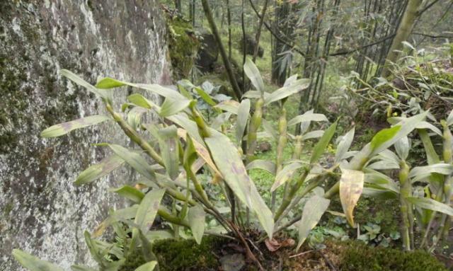 电影 人称“九死还魂草”，山里遇见，请别拔掉，多吃癌细胞远离你