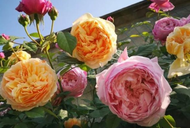 判达说事 5月，希望是你，必须是你，红鸾助心归，再结良缘，余生恩爱到老