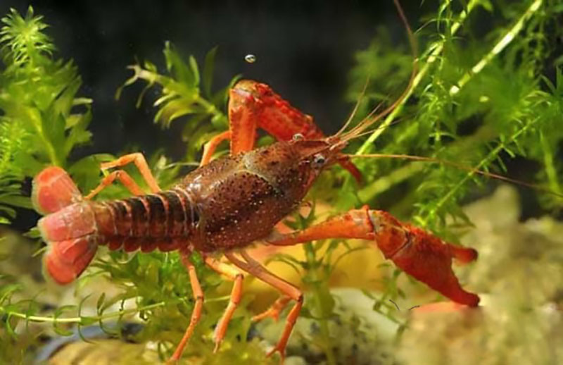  中国一年吃掉三亿吨虾，为何至今还没灭绝？小龙虾是如何繁衍的？