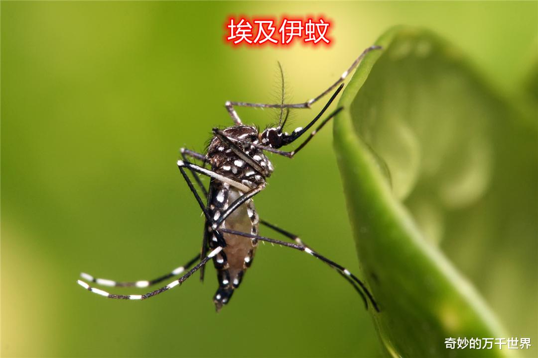 每年一入冬,蚊子都去哪了?其实它就在我们身边