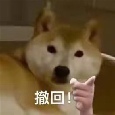 桉月|狗狗爆笑的聊天表情合集
