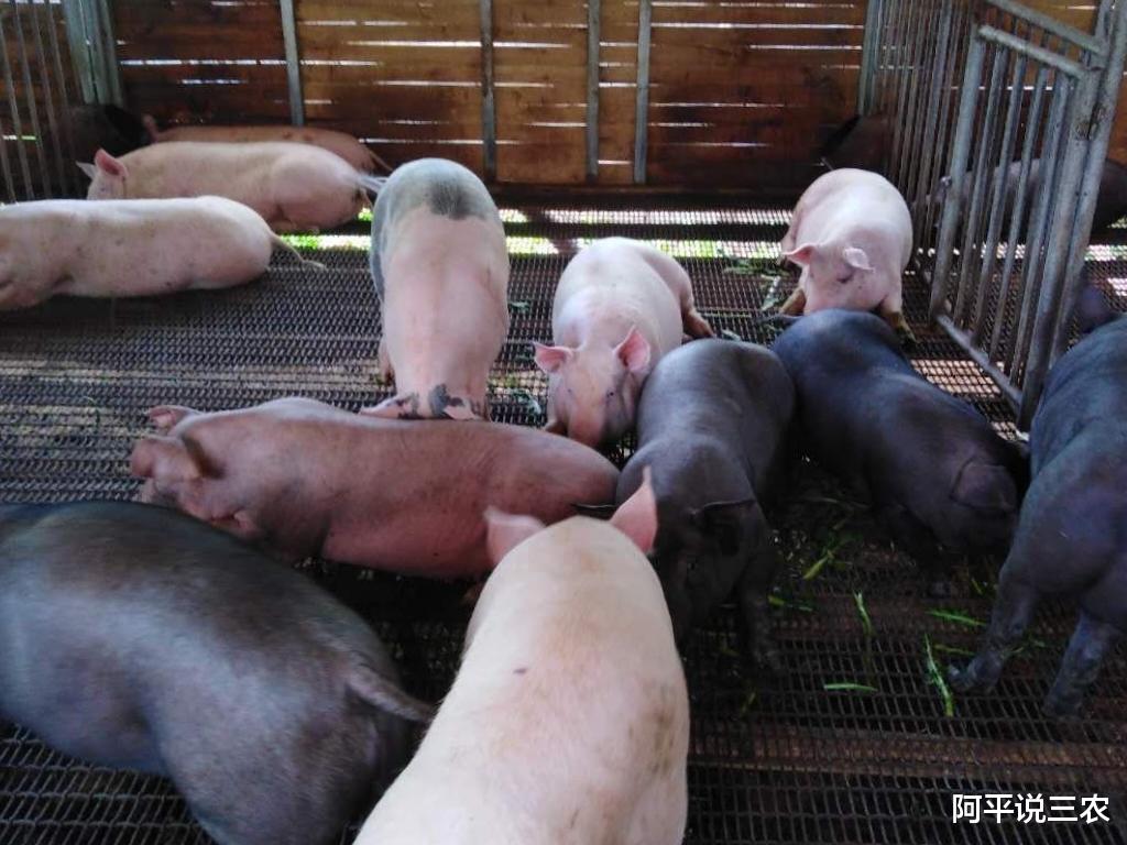 猪肉 猪肉价格跌破10元已经板上钉钉?