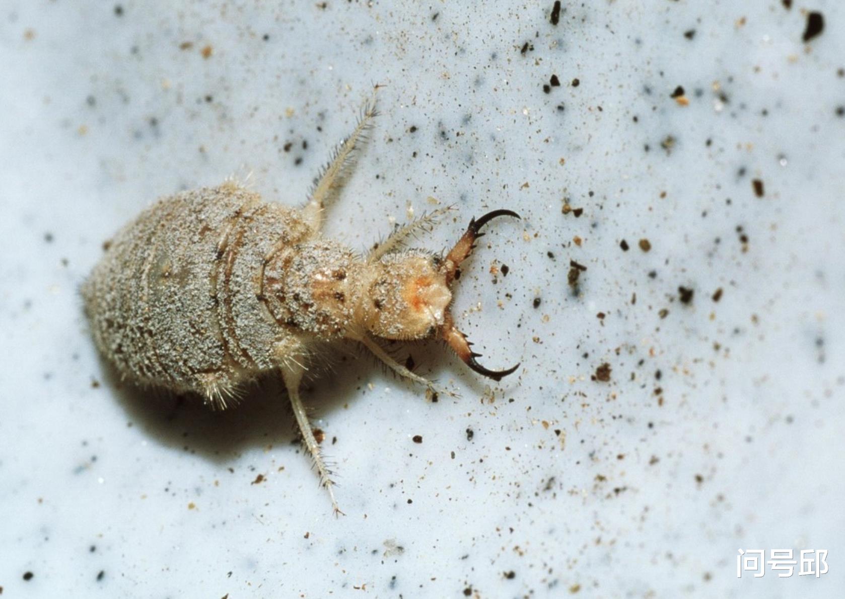 负鼠 装死“影帝”：奥斯卡永远都欠动物们一尊小金人奖