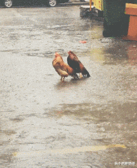 朱小燕聊情感|“网友说,他老婆出差的时候,给他带了一些绿色的橘子!”神评扎心了哈哈哈