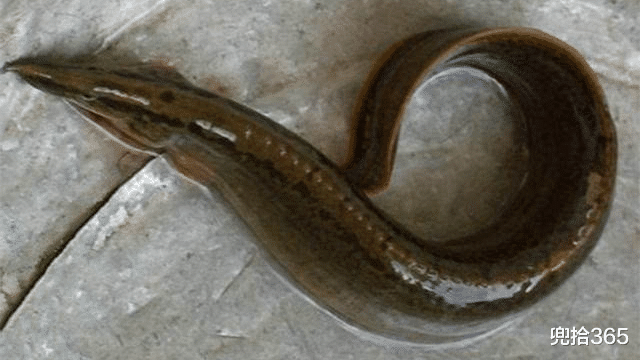 广东省|野钓意外收获“大泥鳅”，背上长倒刺，以前无人问津如今60元一斤