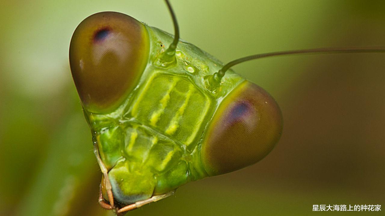 昆虫 螳螂交配后:“新娘”为何吃掉“新郎官”?新娘:这全是为它好!