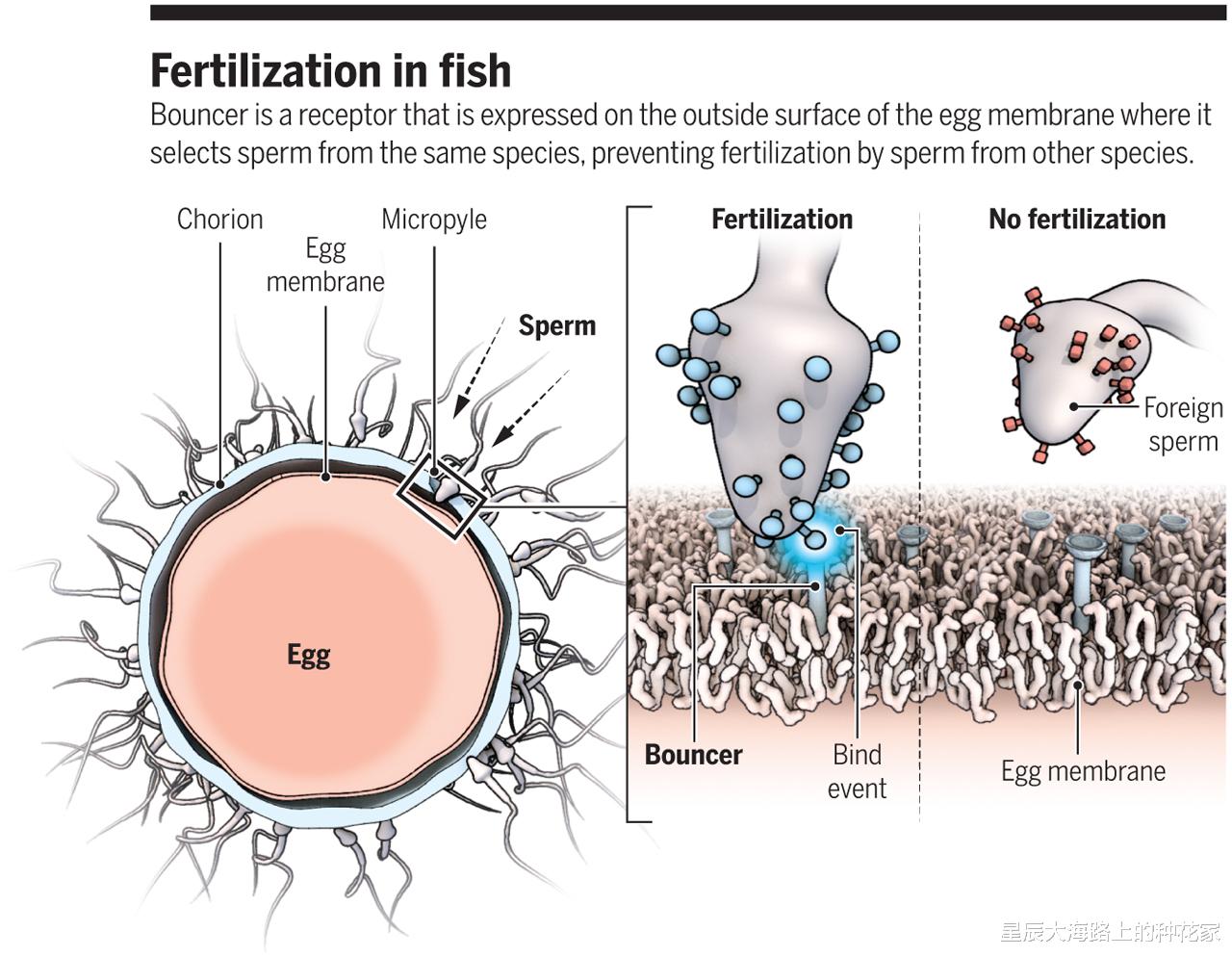 人工授精 看呆医生：一次成功！嫌医院人工授精太贵，英女子硬核DIY操作