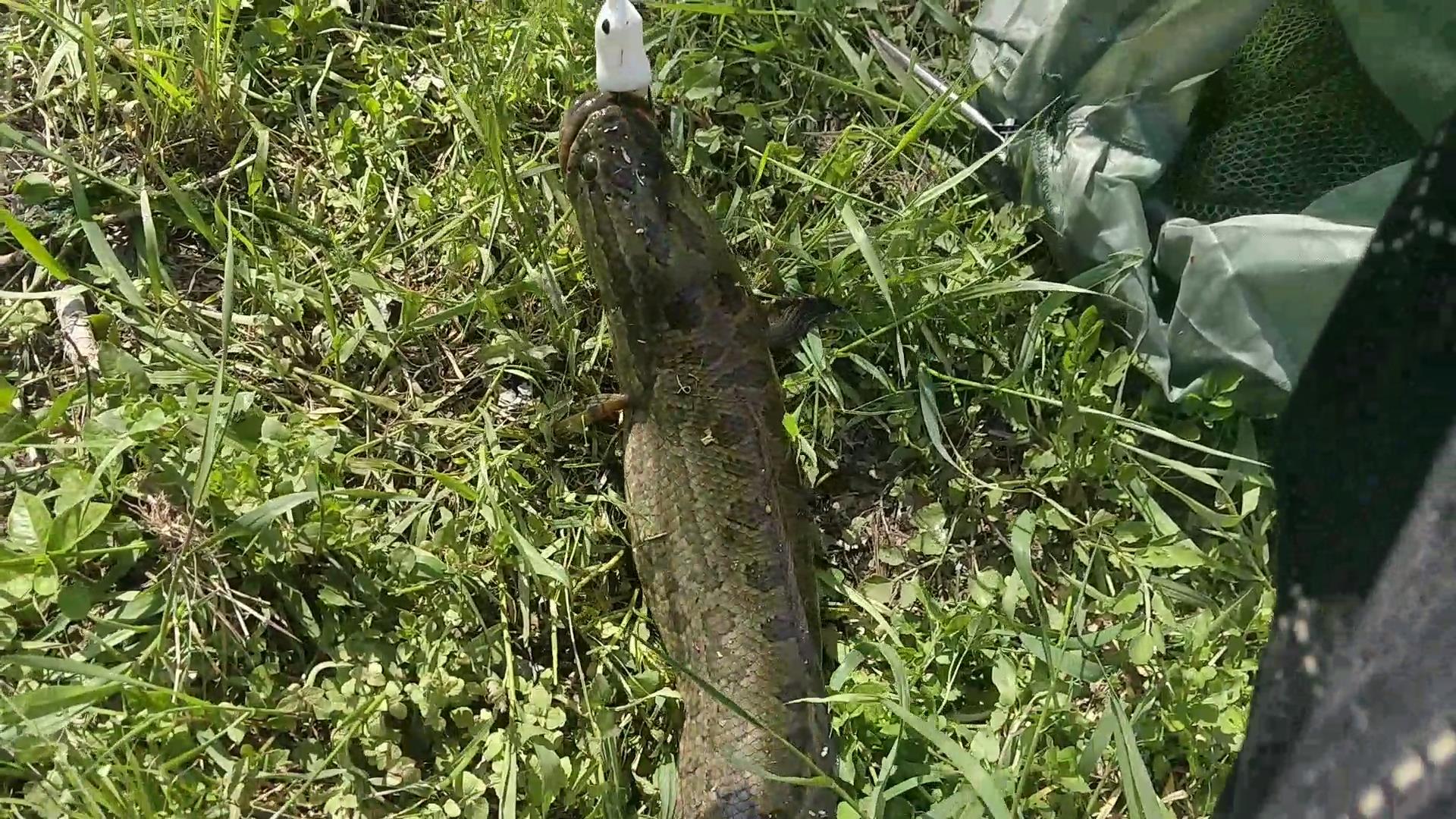 江豚|谈论关于钓鱼台钓与路亚