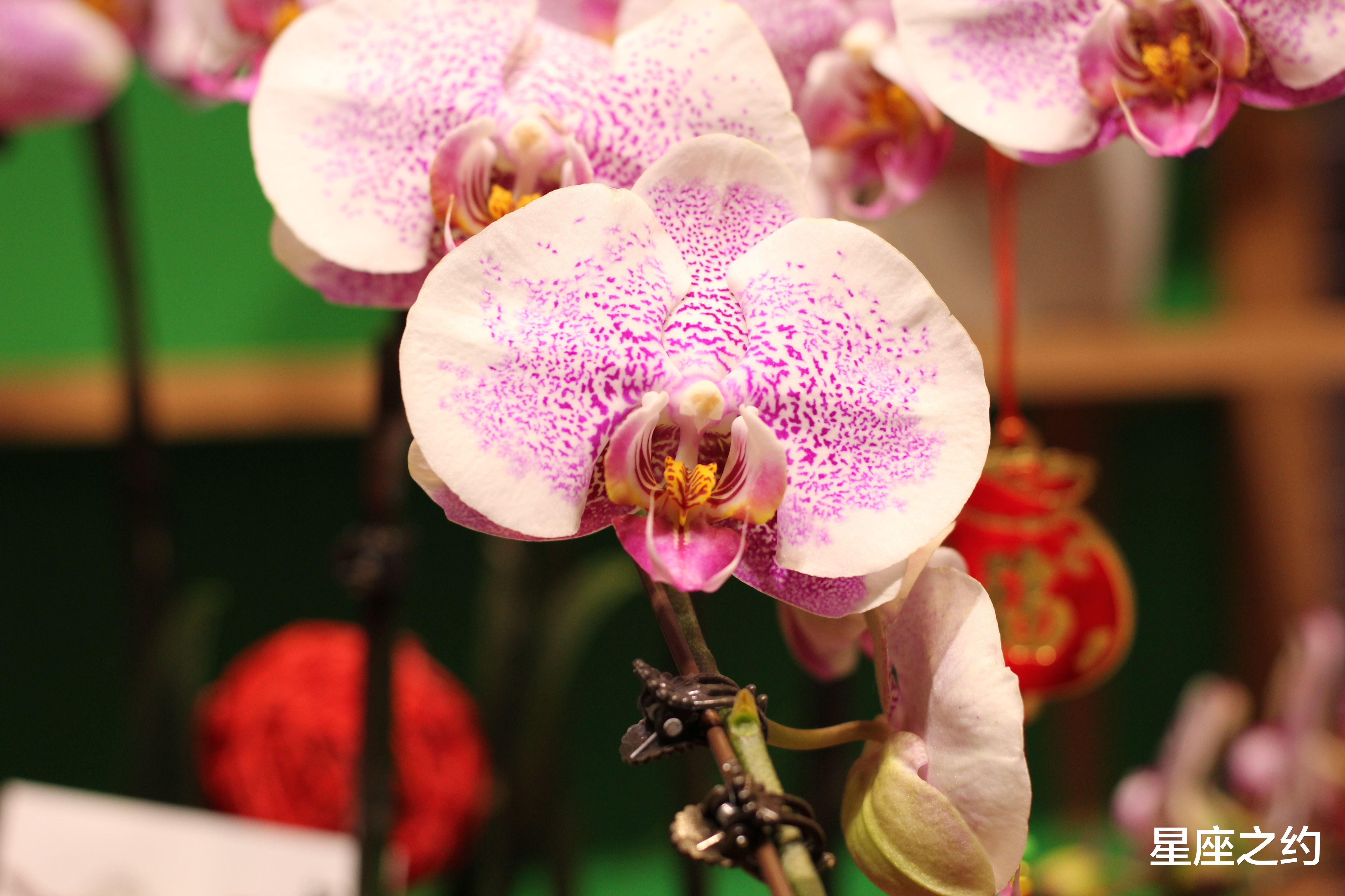 白羊座|3月1日-7日星座运势：白羊座另眼相看，双鱼座公私分明