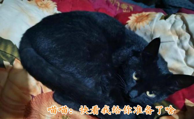 广东省|离奇！广东男子钓鱼喂流浪猫，猫竟抓来老鼠“报恩”