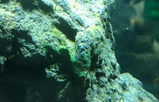 隔离 世界上如果没有生殖隔离，将会怎样？其实并非是好事！