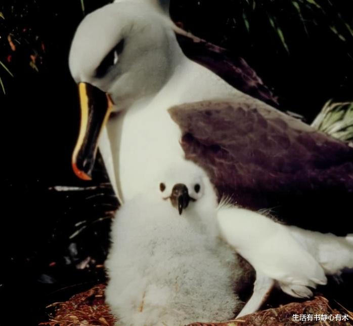  涨知识，盘点那些奇奇怪怪可可爱爱的动物界冷知识