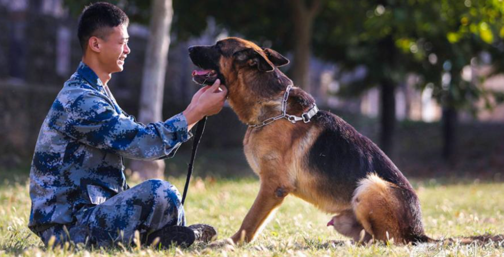海豚 动物对战场会带来多大的转变？“动物军团”的作用远远超乎想象