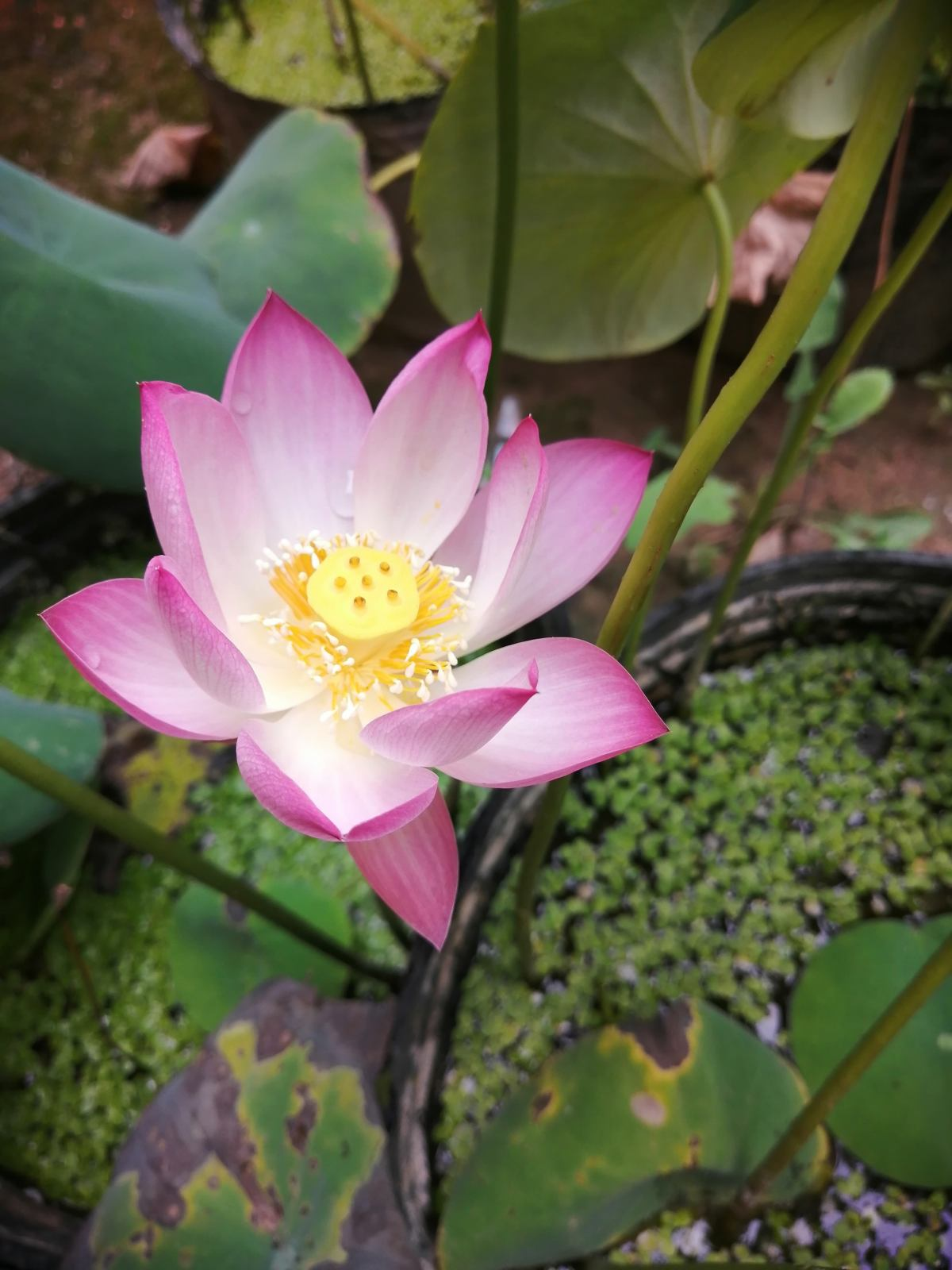 丽水|民间流传\不吉利的花\，敢养的人太少，你养过几种？