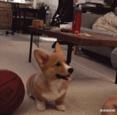 神回复|神回复：假如女朋友发烧40度，王者荣耀晋级赛刚开，你会怎么办？