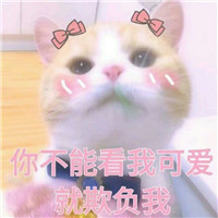 桉月|卖萌猫咪表情包
