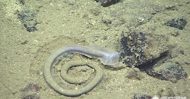 孙晓文聊家居|科学家潜入10000米深的马里亚纳海沟，到底发现了什么？