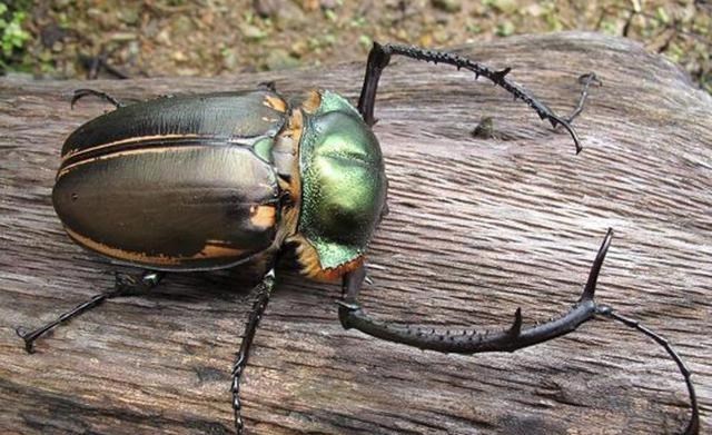 原创 罕见！阳彩臂金龟重现安徽，1982年被宣布灭绝，消失物种为何再现