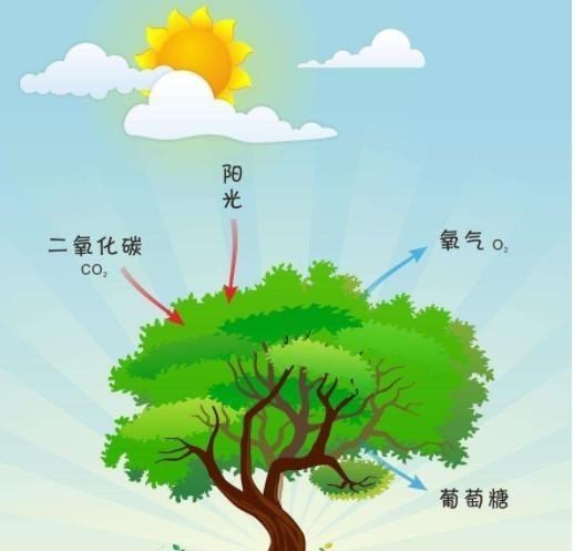 |为何说“生物质能”，是人类未来发展的重要能源？3个影响很关键