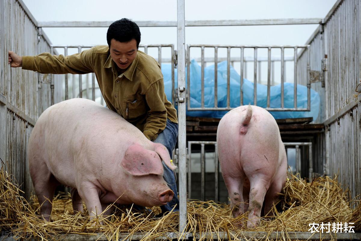 生猪价格 猪价虽止跌但上涨无望,2个消息更让养殖户无奈