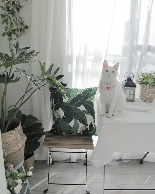 全屋大白墙,造型、吊顶也很少,一进屋却把我迷住