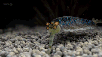 动物庄园|“渣男在电影院趁女友上厕所时亲吻女友闺蜜，被后排观众曝光”