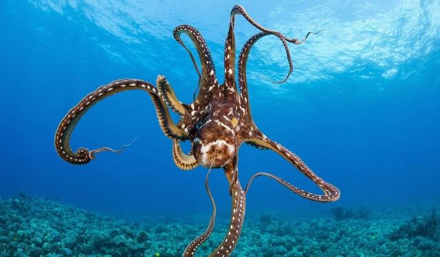 章鱼 章鱼有9个大脑能编辑基因，智商高到无法理解，为何没发展出文明