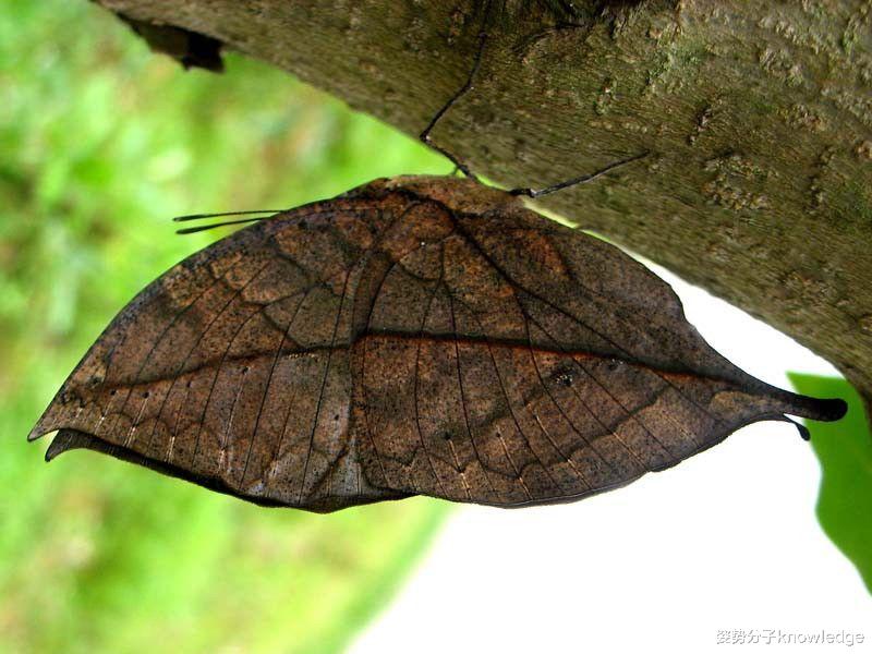 新型冠状肺炎 动物界的伪装大师!能全看出来算你厉害!