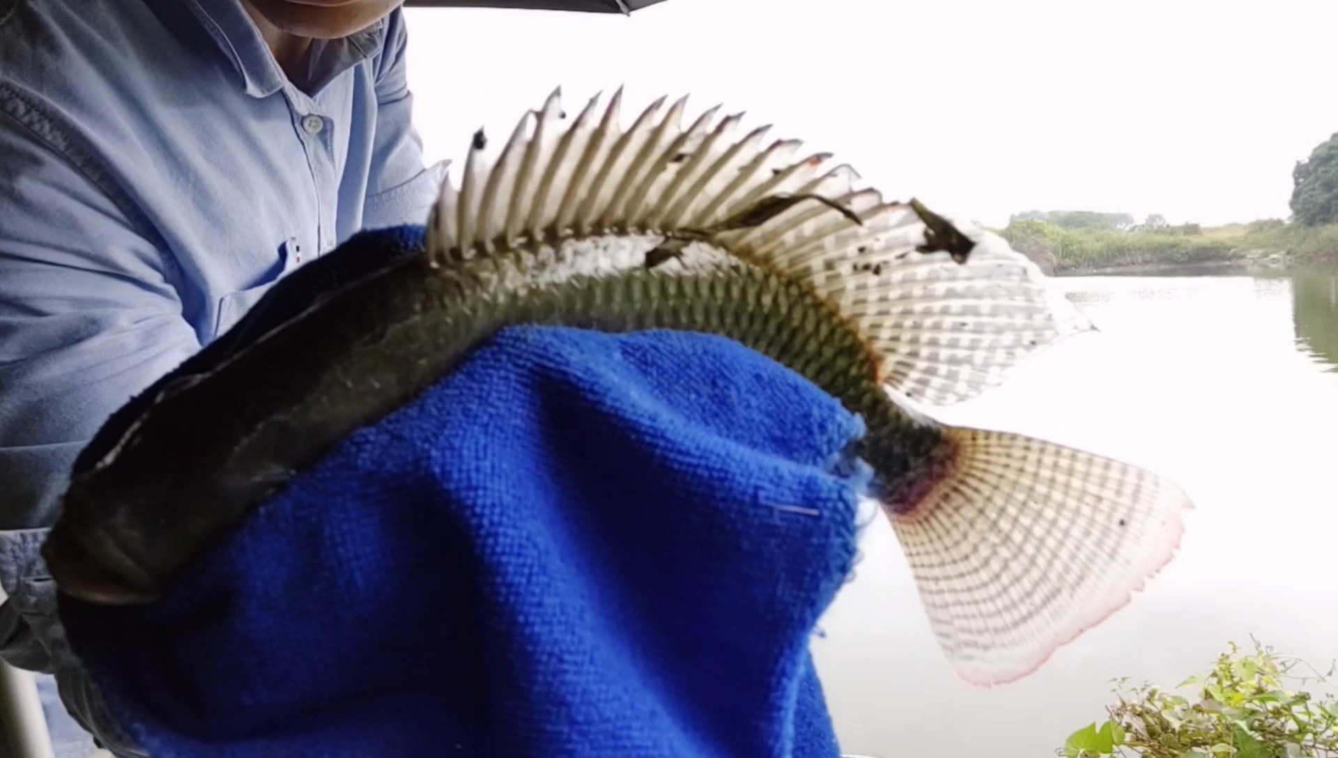 |野钓的朋友们注意了，小心上当受骗