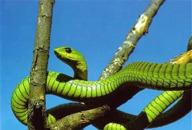  当个“吃货”不容易：为了能吃饱，蛇创造出一种独特的爬树方式