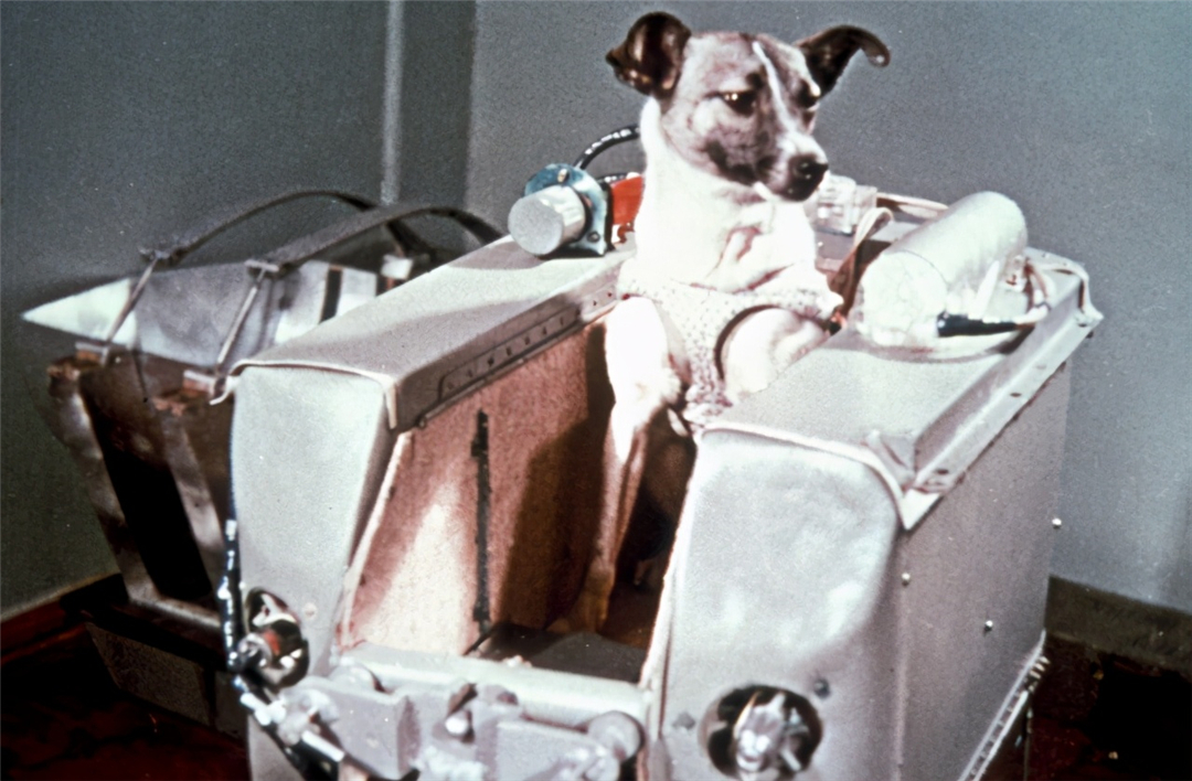 太空 它是第一个上太空的地球生物，在太空漂浮了64年，被人类铭记