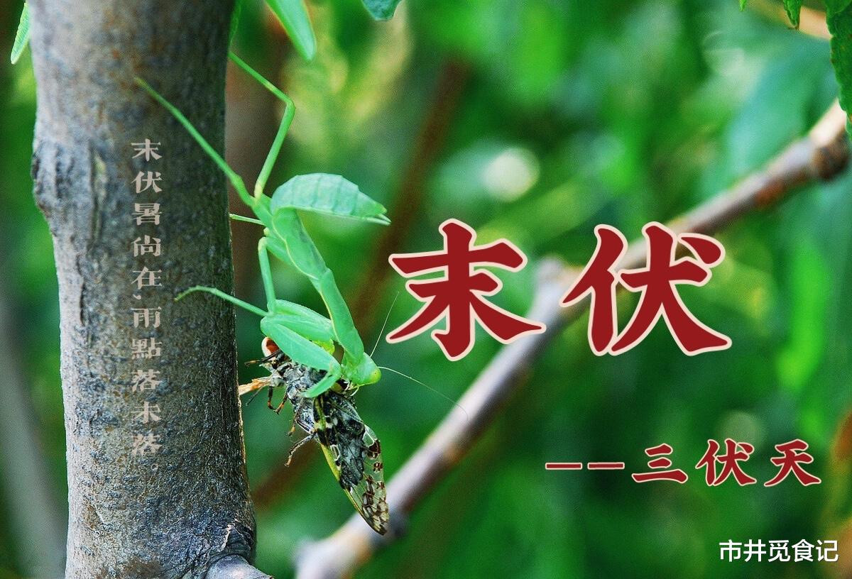 茄子|明日“末伏”，家中要常备“六样蔬”，健脾和胃，家人健康入秋