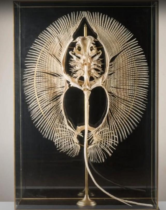  36张罕见的照片，感觉被大自然惊艳到了。