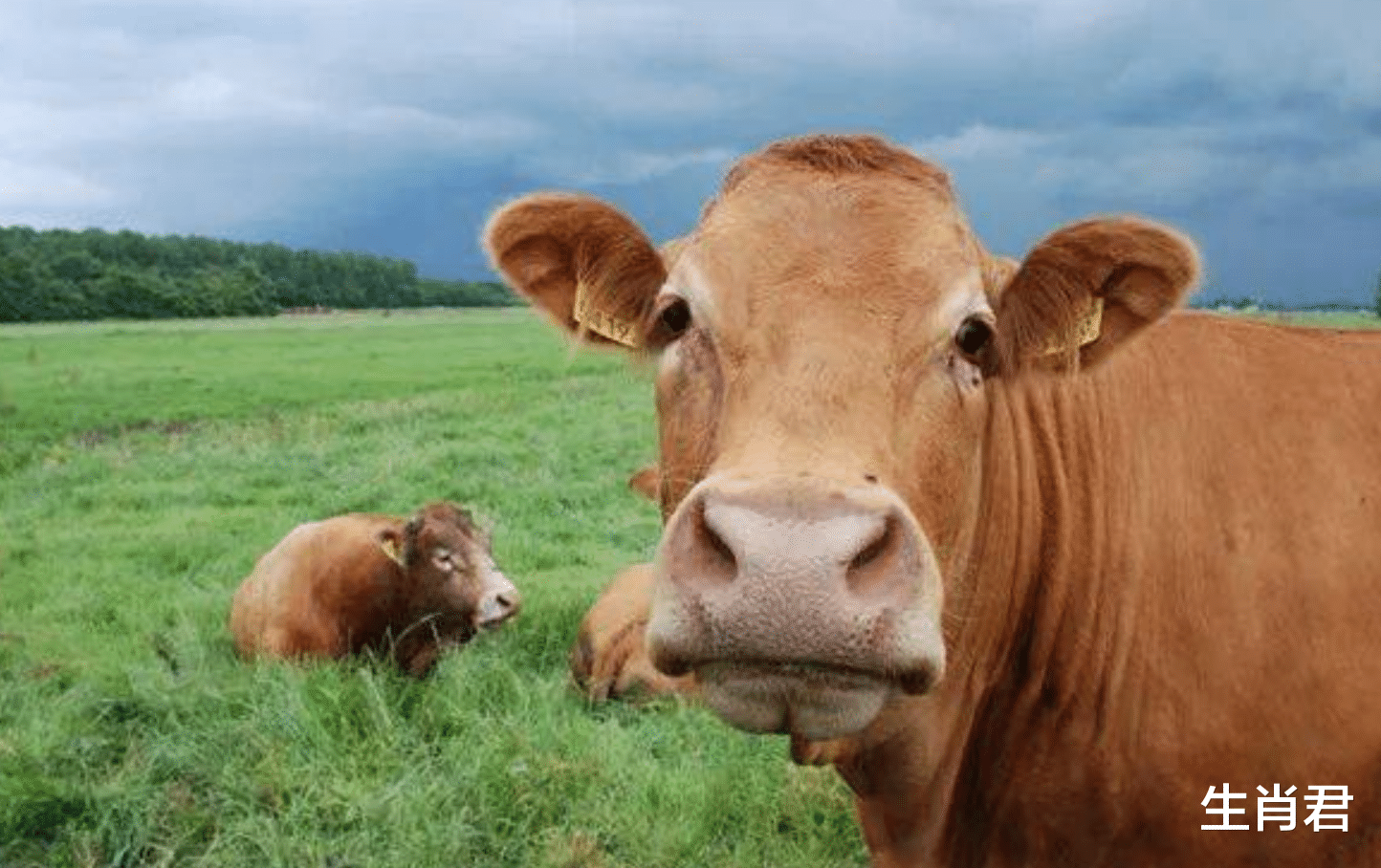 属牛|机会爆棚人缘好的属牛人,在职场中不断打拼,手握机会逆风翻盘