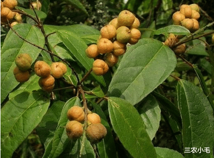 坚果|它便是“巴豆”，常出现在影视剧中，记住它的特性，别当坚果食用！