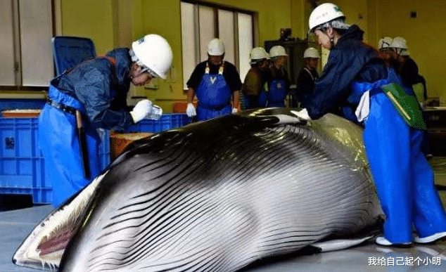 日本為何執意捕殺鯨魚？並非為瞭吃肉？專傢：藏著更大陰謀-圖3