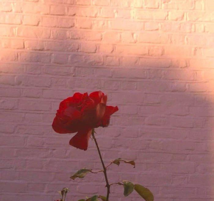 不爱换微信头像的人，基本上都有这3种心理，看看你是哪一种？