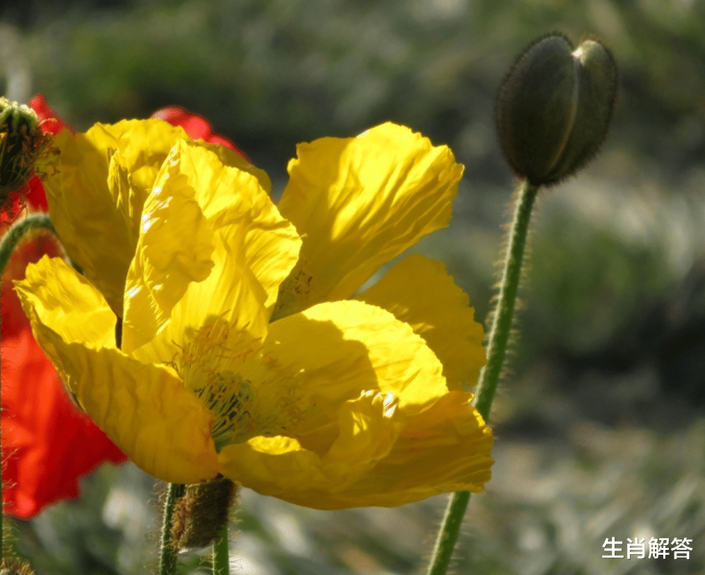 生肖解答|8月底，桃花运炸裂，旧情人回首，3生肖点燃爱火，心心念念再回头