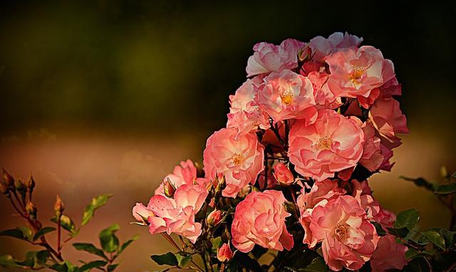 狮子座|狮子座4月运势查询，工作中有积极收获，偏财运也不错，顺水顺风