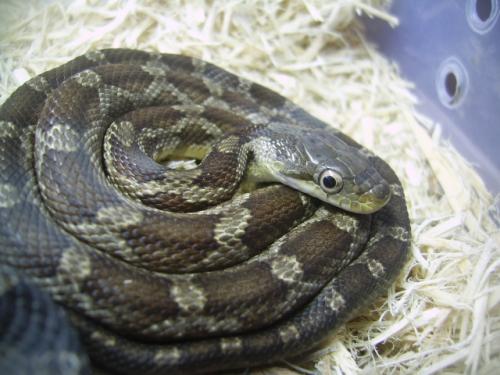 化石 科普：蛇休息的时候为什么会盘成一团，有什么特殊原因吗？