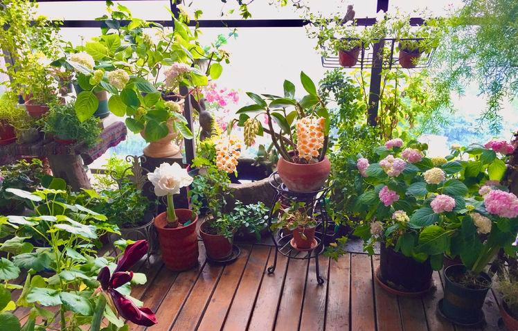 7㎡小阳台，改造成19楼的空中小花园，天天宅在家不想出门了