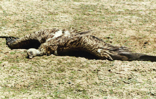 负鼠|反思系列,动物对死亡的看法是什么,死亡的概念,远非人类独有