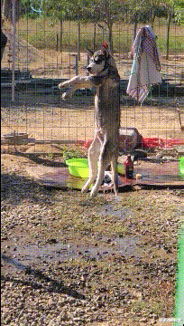 |“华为1996年的招聘广告，大家自己感受一下！”哈哈哈哈哈！