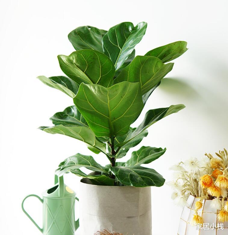 打造北欧风家居风格,不可忽视绿植的存在,这8种盆栽可以试试