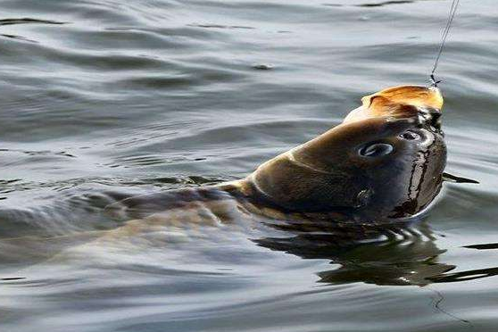 池塘|老钓手都是这样钓滑口鲤鱼的，一般人我不告诉他——盛世三渔